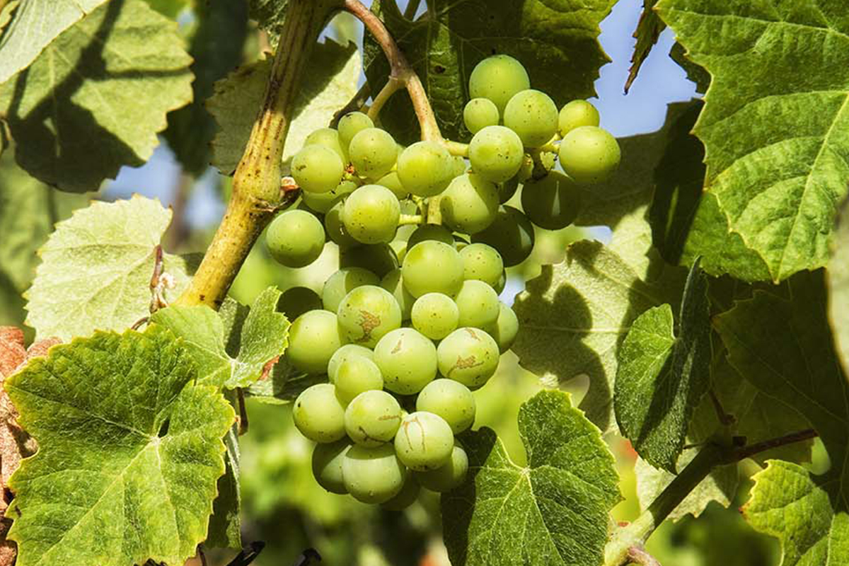 /storage/